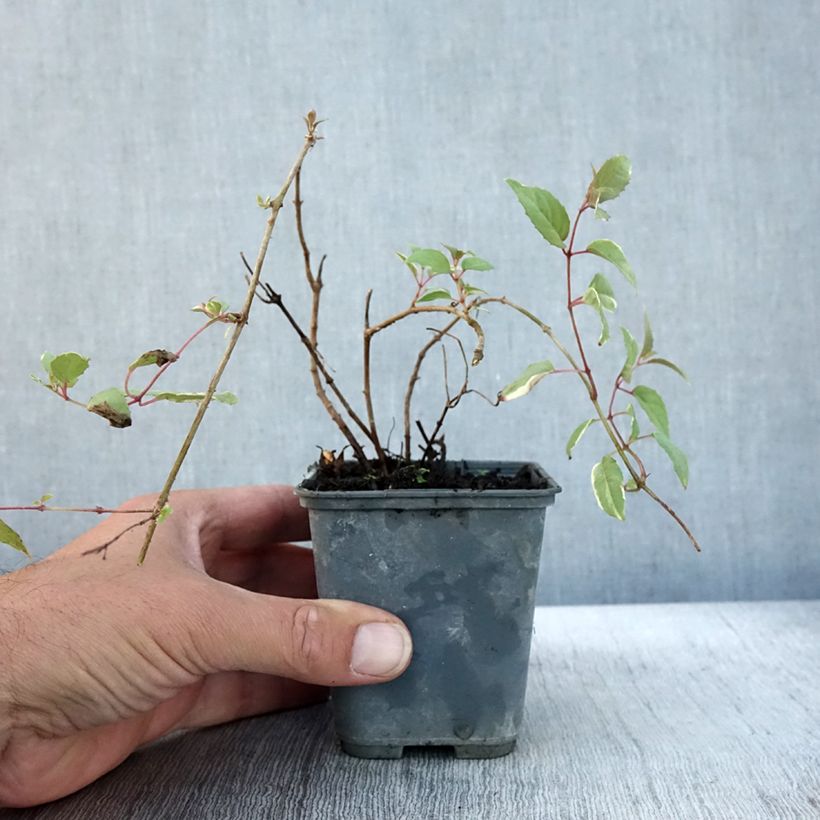 Amostra de Fúcsia magellanica Versicolor Vaso de 7/8 cm tal como entregue no outono