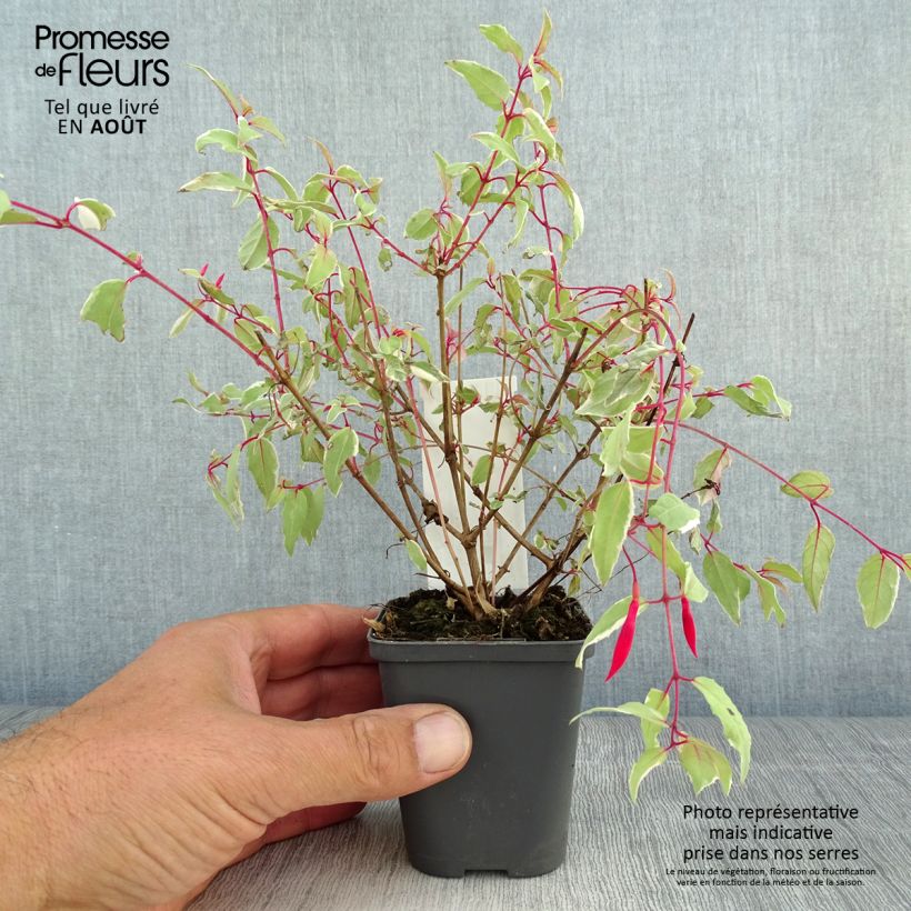 Amostra de Fúcsia magellanica Versicolor Vaso de 7/8 cm tal como entregue no verão
