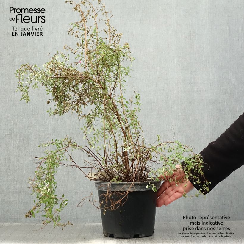 Amostra de Fuchsia microphylla subsp. microphylla Vaso de 4 L/5 L tal como entregue no inverno