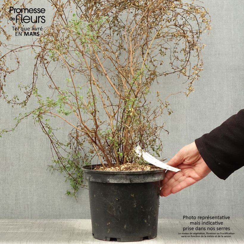 Amostra de Fuchsia microphylla subsp. microphylla Vaso de 4 L/5 L tal como entregue na primavera