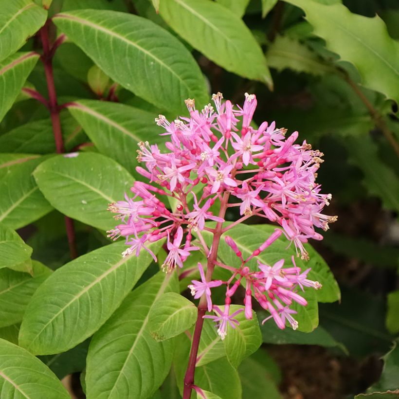 Fuchsia paniculata (Floração)
