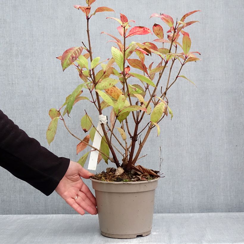 Amostra de Fuchsia paniculata Vaso de 4 L/5 L tal como entregue no outono