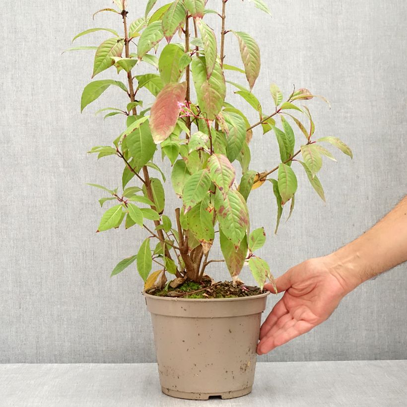 Amostra de Fuchsia paniculata Vaso de 4 L/5 L tal como entregue no verão