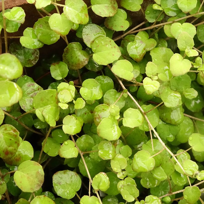 Fuchsia procumbens (Folhagem)
