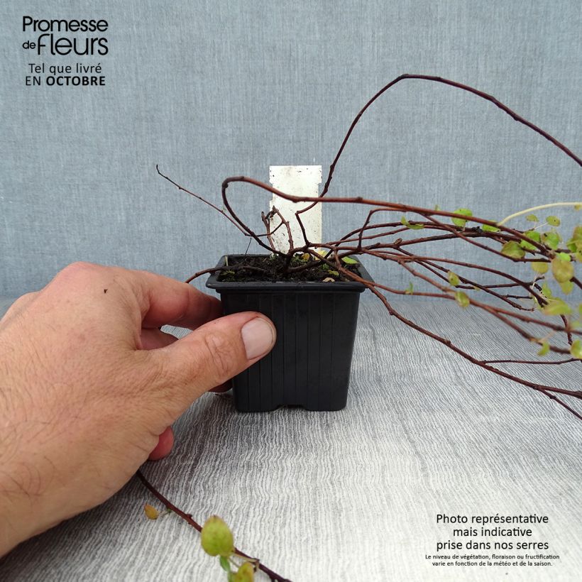 Amostra de Fuchsia procumbens Vaso de 8/9 cm tal como entregue no outono
