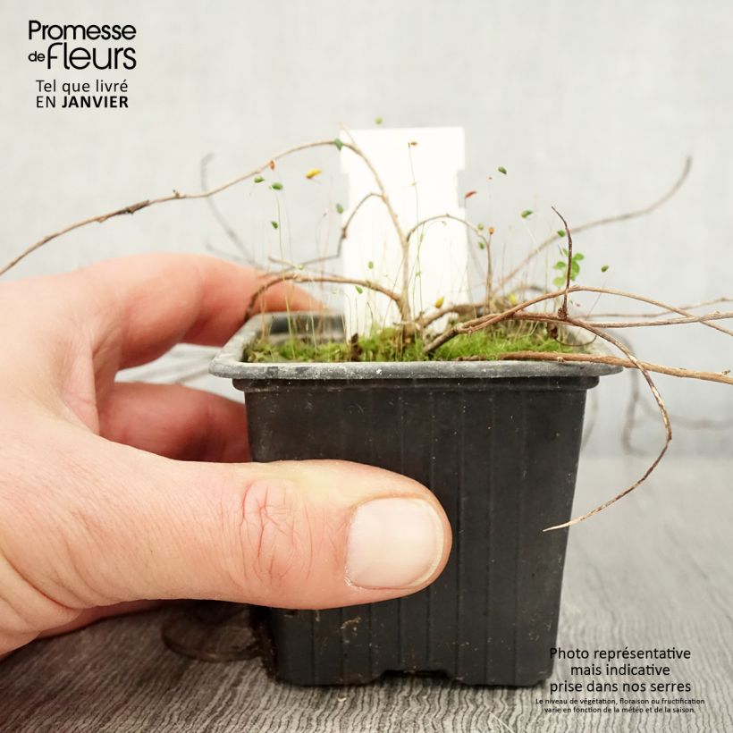 Amostra de Fuchsia procumbens Vaso de 8/9 cm tal como entregue no inverno