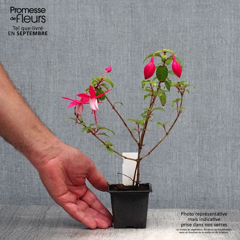 Amostra de Brinco-de-princesa R.A.F Vaso de 8/9 cm tal como entregue no outono