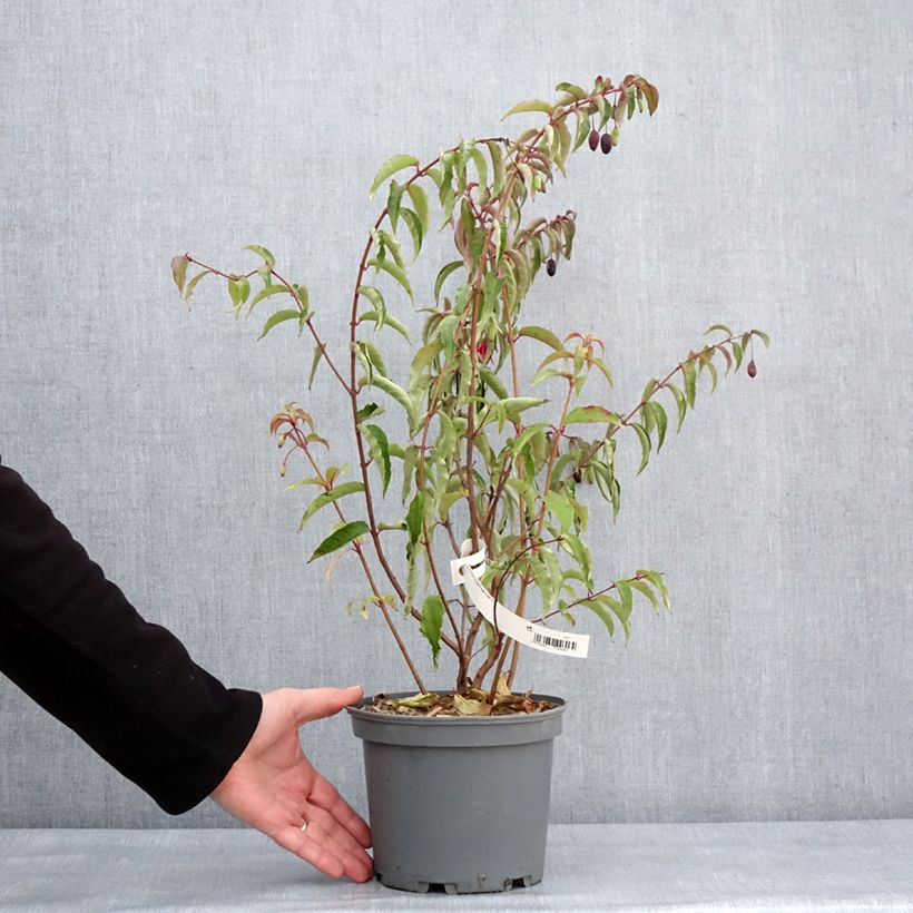 Amostra de Fuchsia regia Regal Pot de 3L/4L tal como entregue no inverno