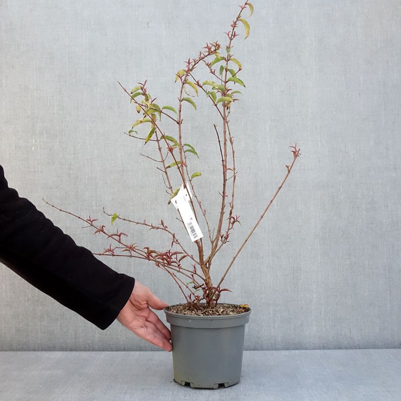 Amostra de Fúcsia regia Regal Vaso de 3 L/4 L tal como entregue na primavera