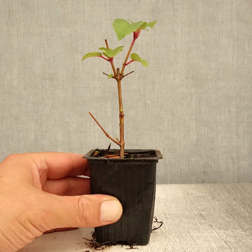 Amostra de Brinco-de-princesa Dark Eyes Vaso de 7/8 cm tal como entregue no verão