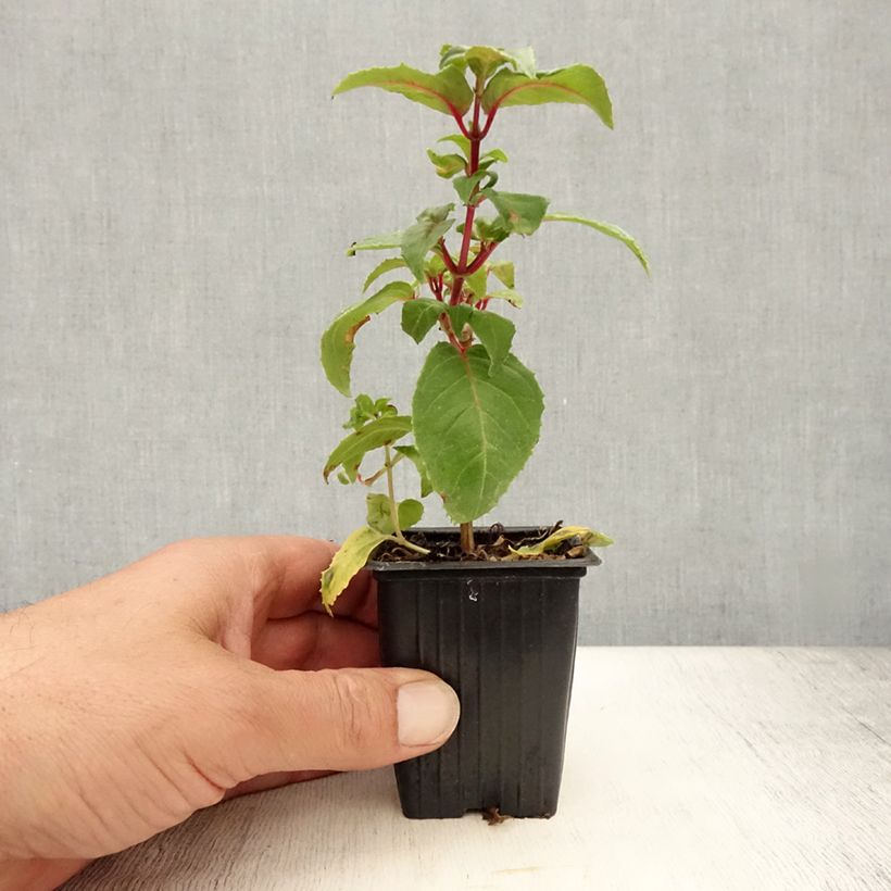 Amostra de Fuchsia retombant Royal Mosaïc Vaso de 7/8 cm tal como entregue no verão