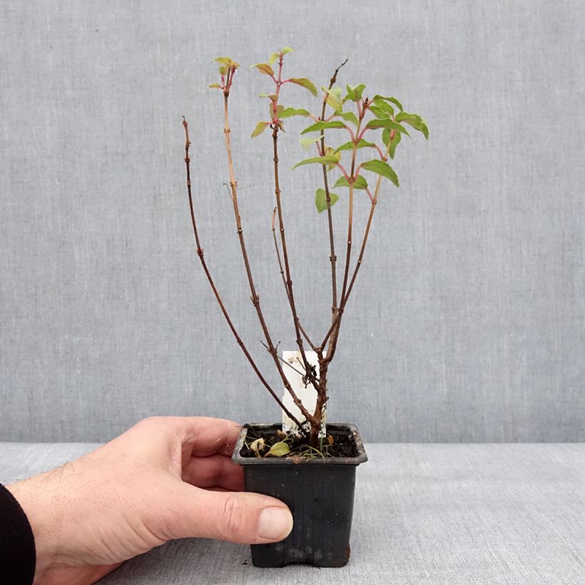 Amostra de Fuchsia rustique Alice Hoffman Vaso de 8/9 cm tal como entregue no inverno