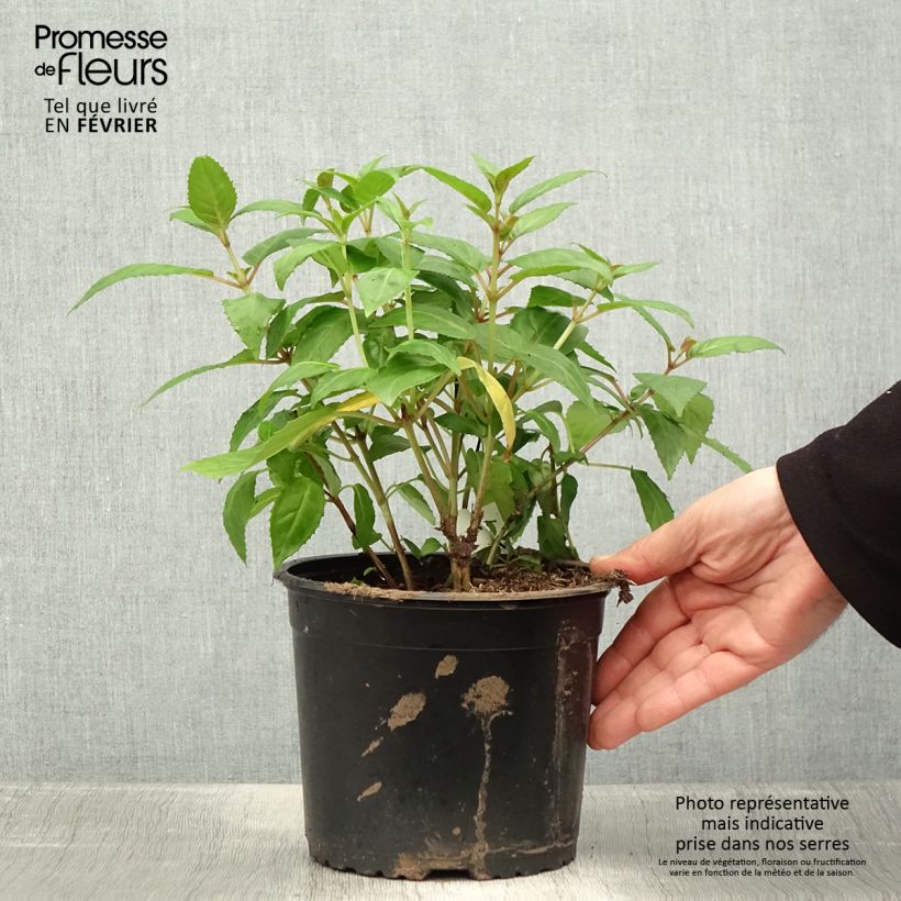 Amostra de Brinco-de-princesa Charming Vaso de 3 L/4 L tal como entregue no inverno