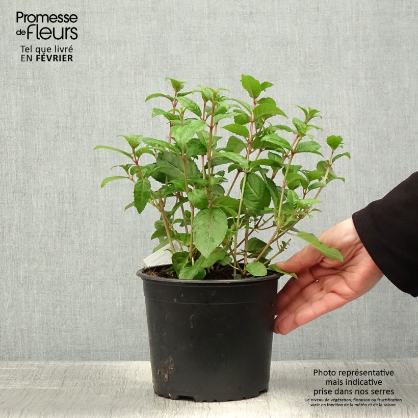 Amostra de Fuchsia rustique Connie Pot de 3L/4L tal como entregue no inverno