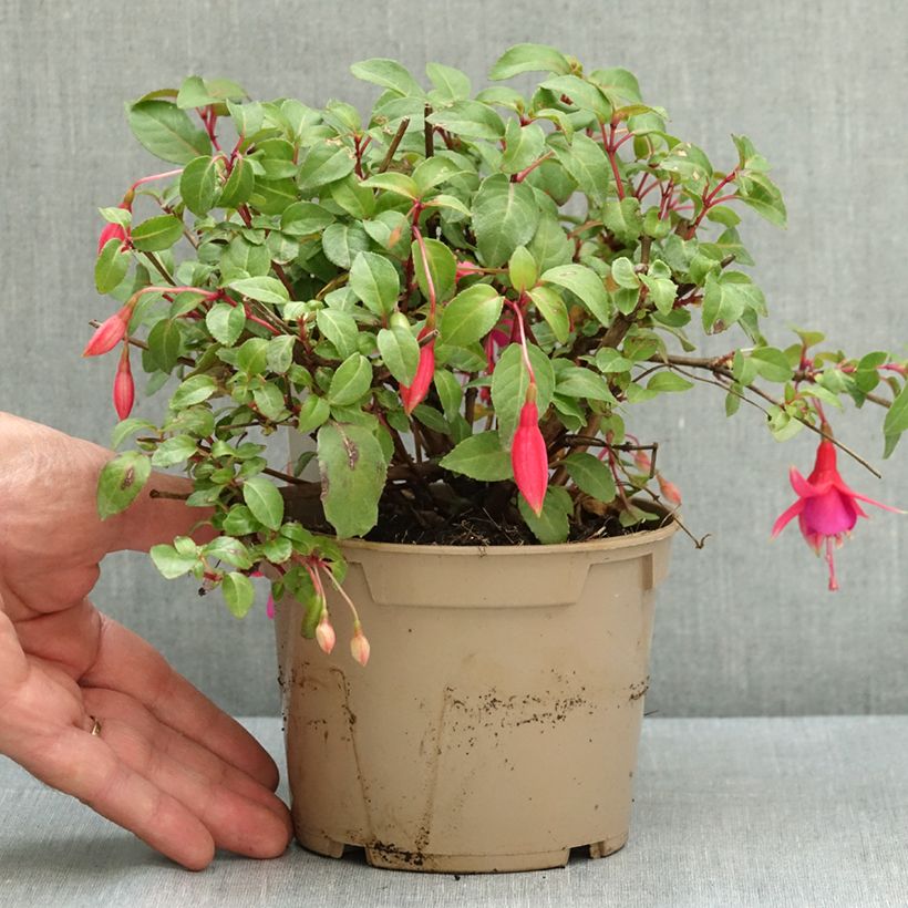 Amostra de Fúcsia rústica Display Vaso de 12 cm/13 cm tal como entregue no verão