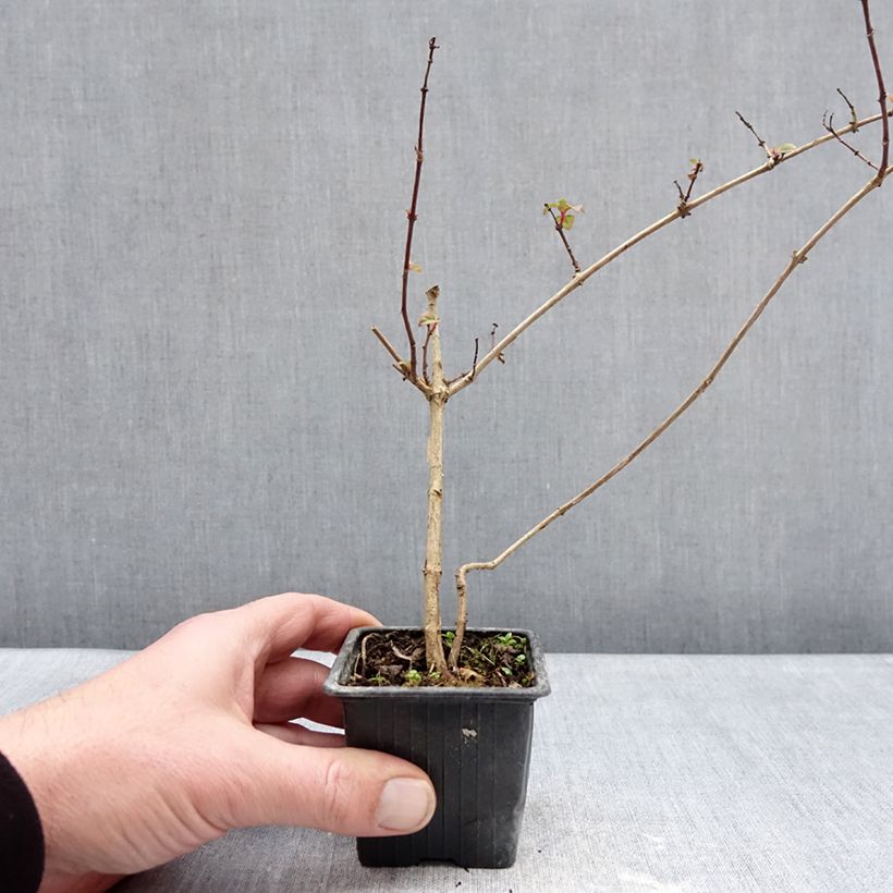 Amostra de Fuchsia rustique Douce France Vaso de 8/9 cm tal como entregue no inverno