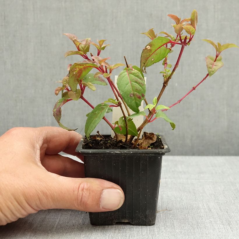 Amostra de Brinco-de-princesa Douce France Vaso de 8/9 cm tal como entregue na primavera