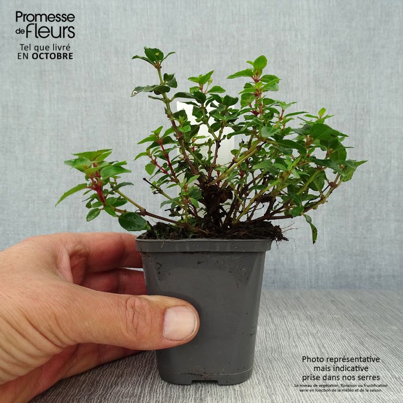 Amostra de Fúcsia Lady Thumb Vaso de 8/9 cm tal como entregue no outono