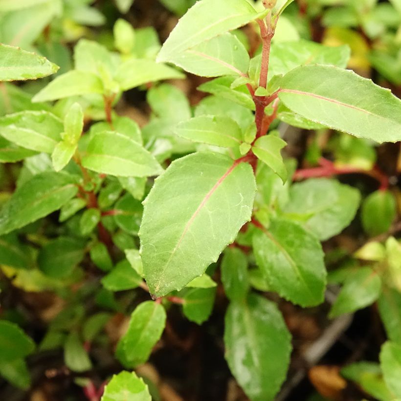 Fúcsia Lady Thumb (Folhagem)