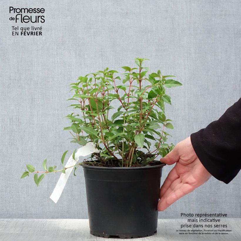 Amostra de Fuchsia rustique Lady Thumb Vaso de 2 L/3 L tal como entregue no inverno