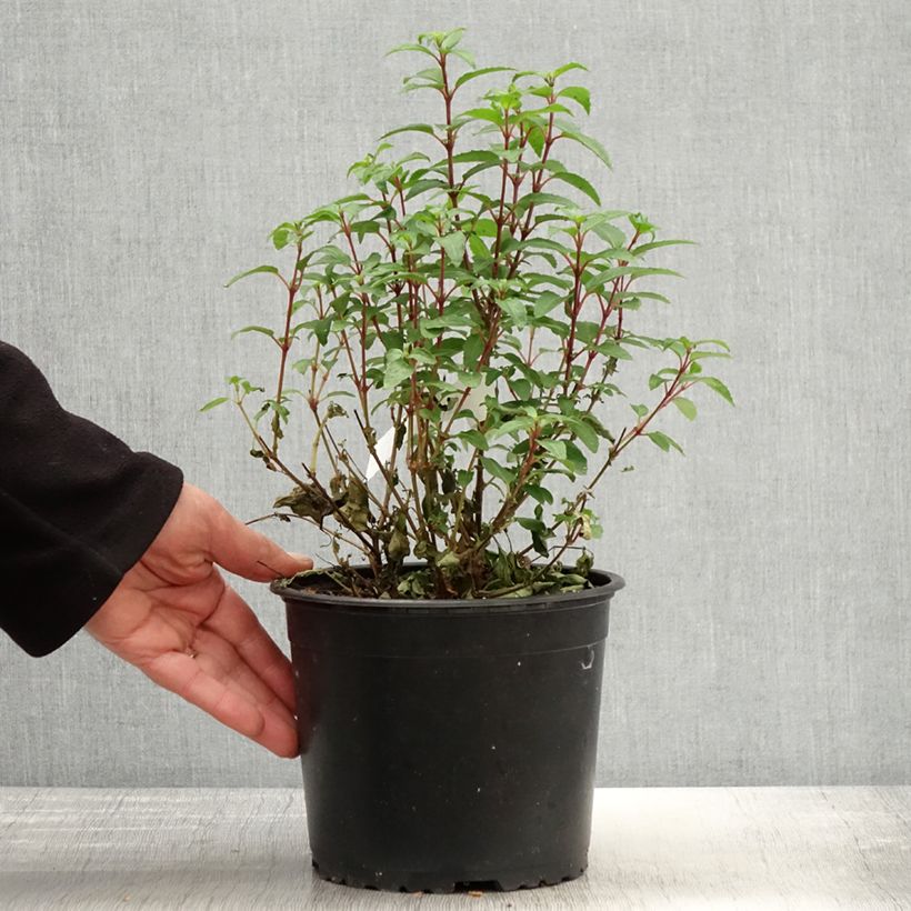 Amostra de Fúcsia Lady Thumb Vaso de 2 L/3 L tal como entregue na primavera