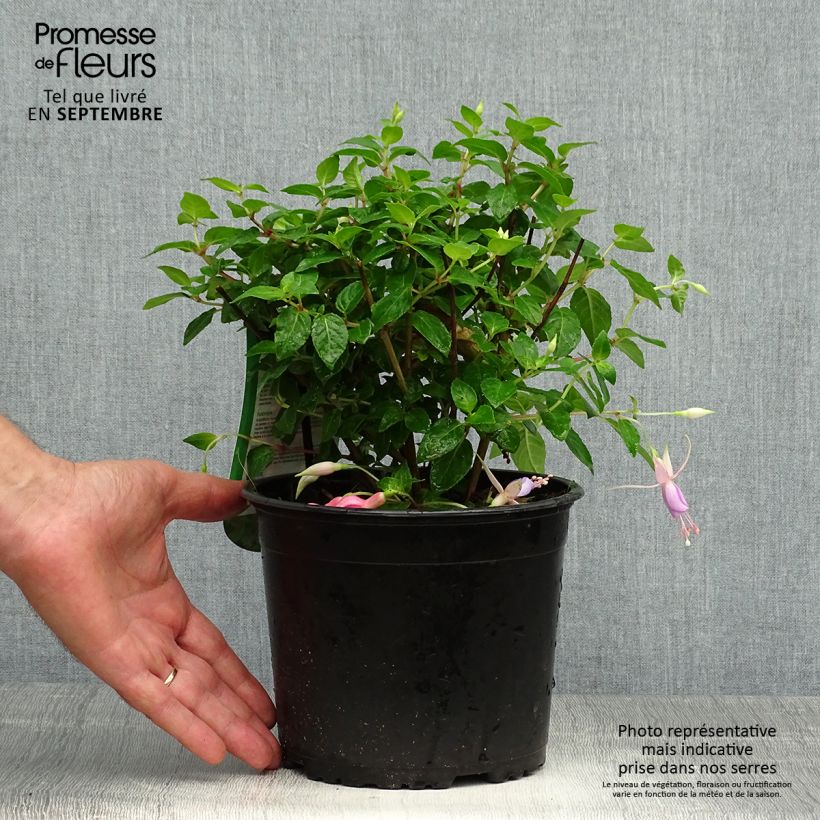 Amostra de Brinco-de-princesa Margaret Vaso de 2 L/3 L tal como entregue no outono