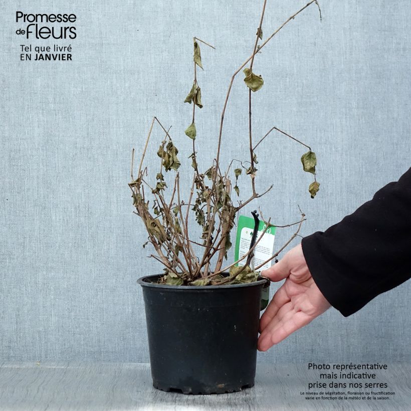 Amostra de Brinco-de-princesa Margaret Vaso de 2 L/3 L tal como entregue no inverno