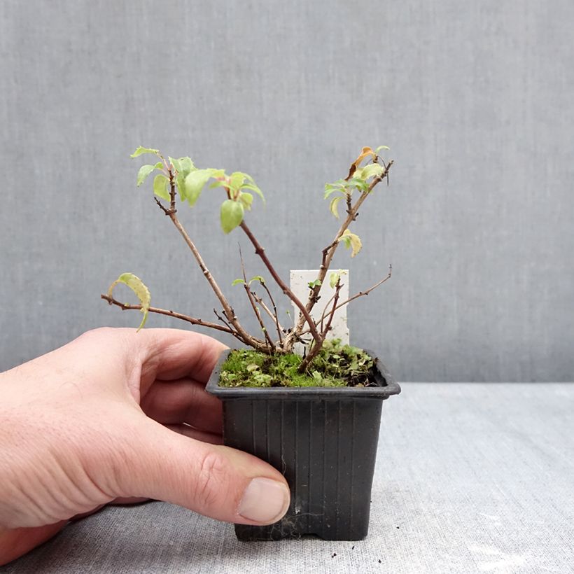 Amostra de Fuchsia rustique Margaret Thatcher Vaso de 8/9 cm tal como entregue no inverno