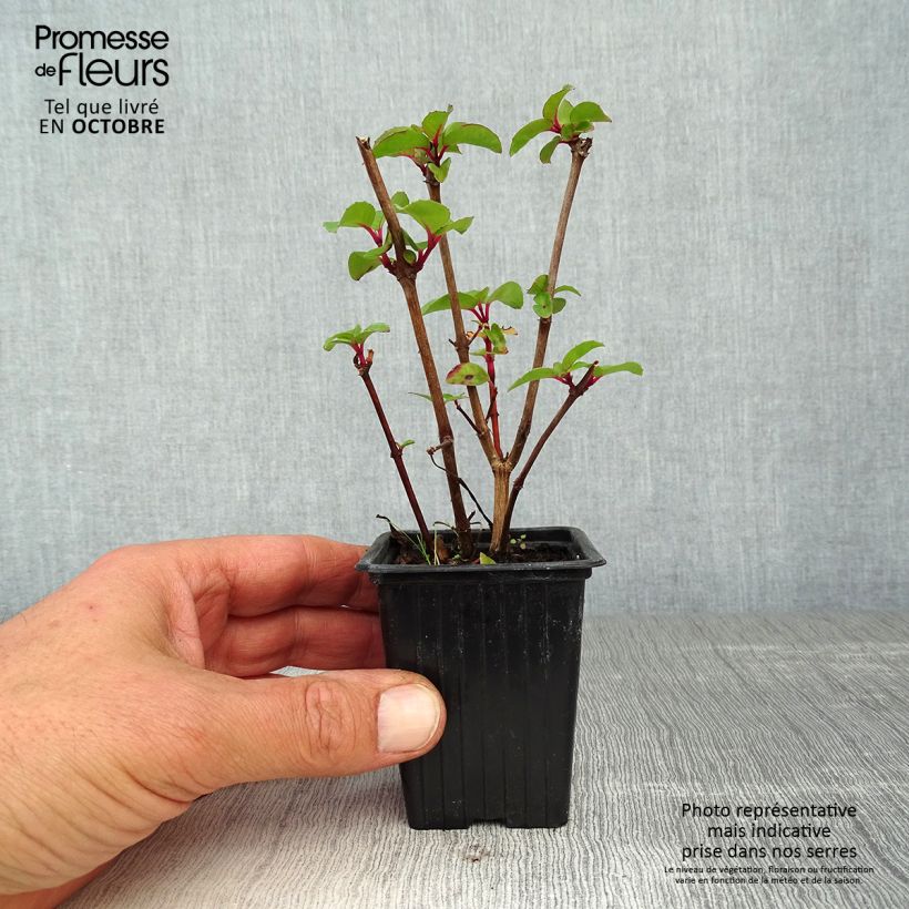 Amostra de Brinco-de-princesa Marjory Black Vaso de 7/8 cm tal como entregue no outono