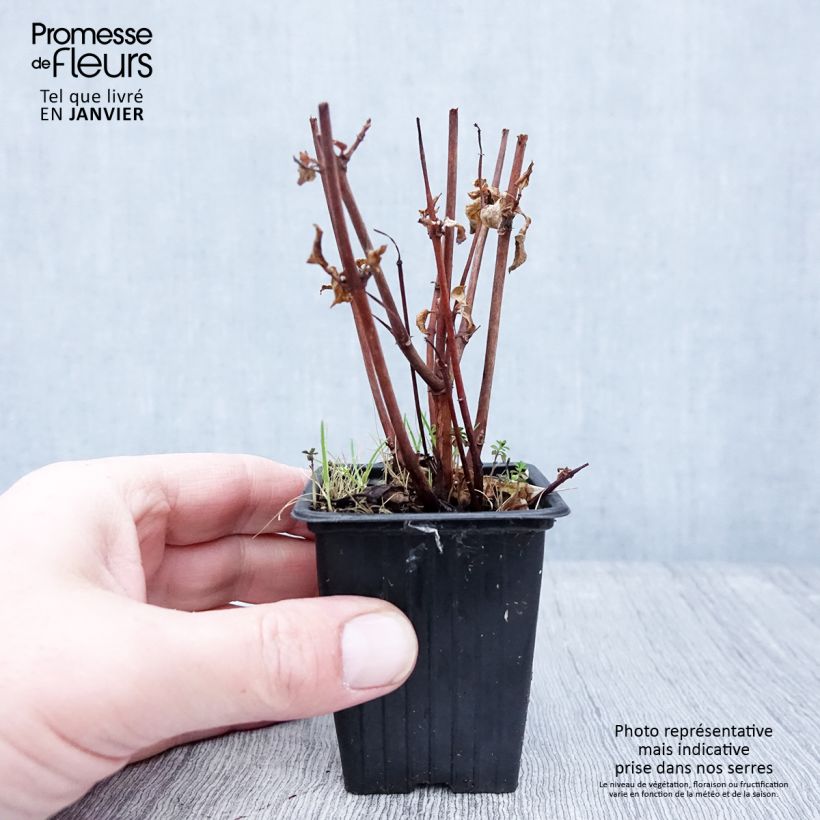 Amostra de Fuchsia rustique Marjory Black Vaso de 7/8 cm tal como entregue no inverno