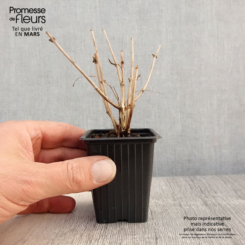 Amostra de Brinco-de-princesa Marjory Black Vaso de 7/8 cm tal como entregue na primavera