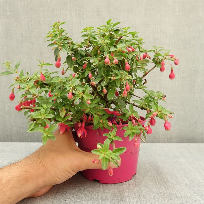 Amostra de Fúcsia Tom Thumb Vaso de 12 cm/13 cm tal como entregue no verão