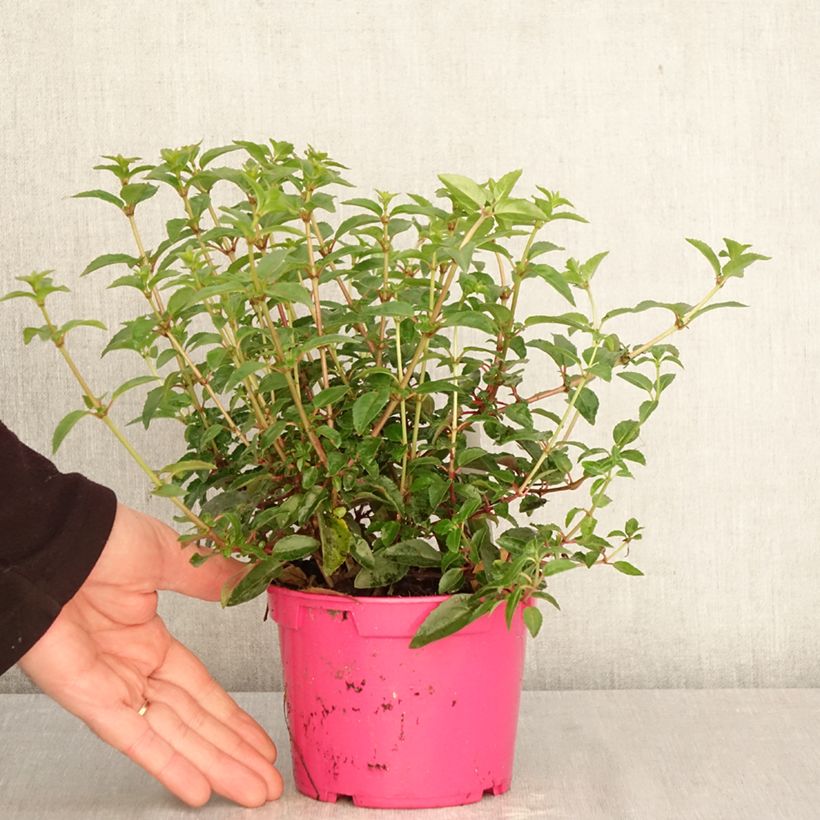 Amostra de Fúcsia Tom Thumb Vaso de 12 cm/13 cm tal como entregue na primavera