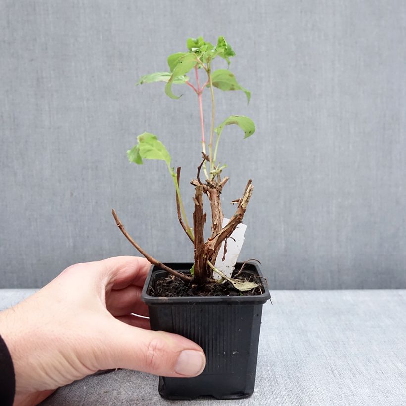 Amostra de Brinco-de-princesa White King Vaso de 8/9 cm tal como entregue no inverno