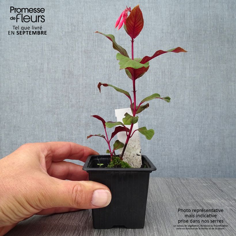 Amostra de Fúcsia Thalia Vaso de 8/9 cm tal como entregue no outono