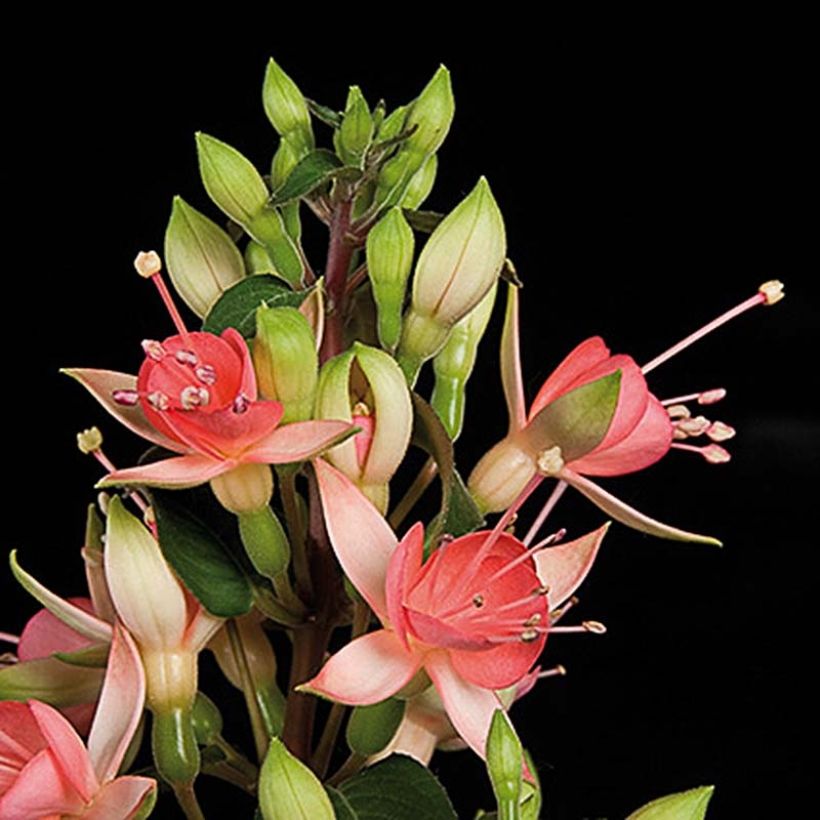 Brinco-de-princesa Walz Jubelteen (Floração)