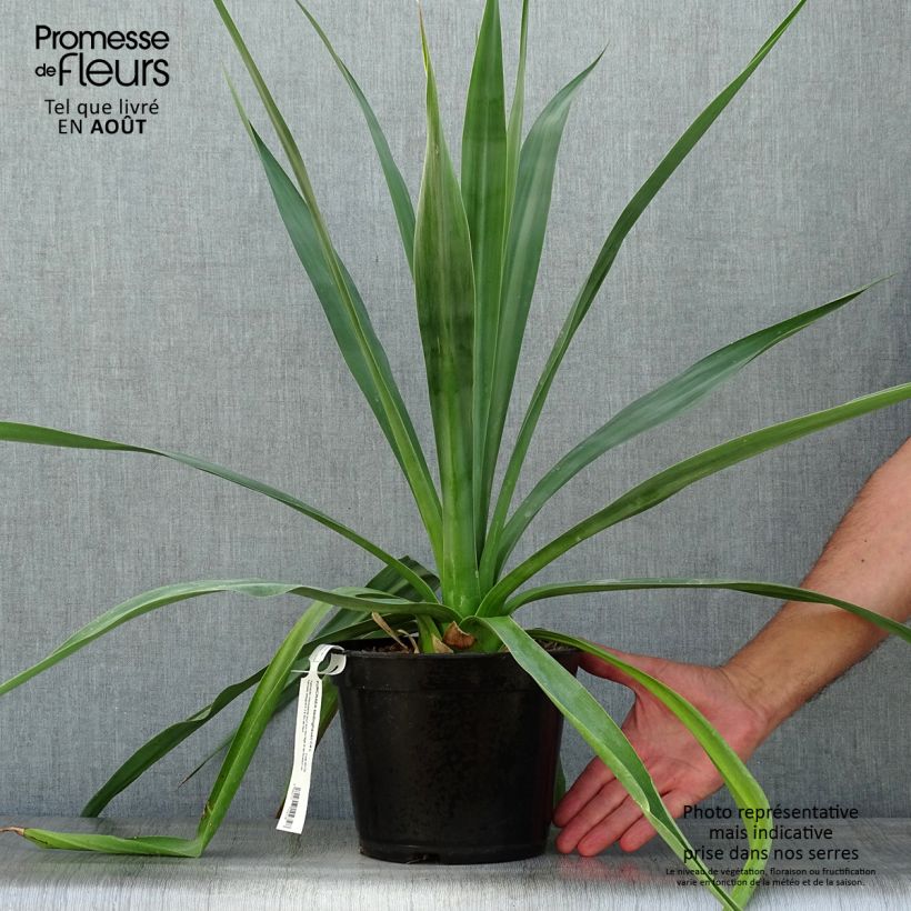 Amostra de Furcraea bedinghausii Vaso de 3 L/4 L tal como entregue no verão
