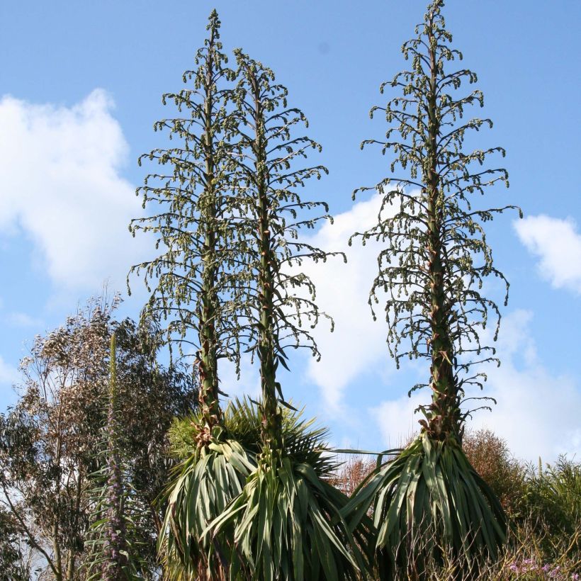 Furcraea longaeva (Hábito)