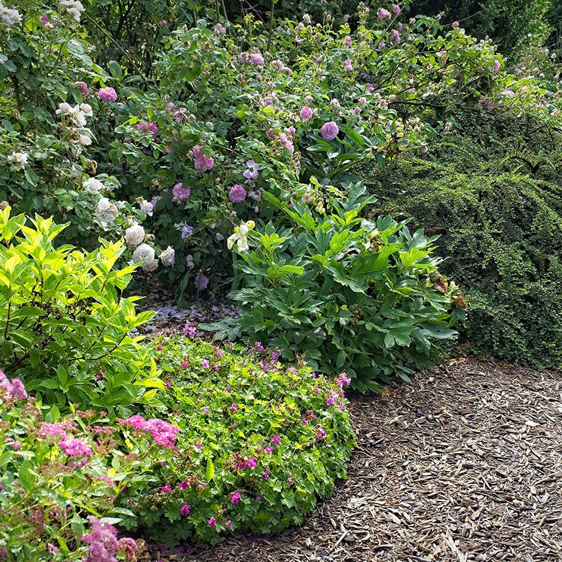 Geranium cantabrigiense Abpp' CRYSTAL ROSE (Hábito)