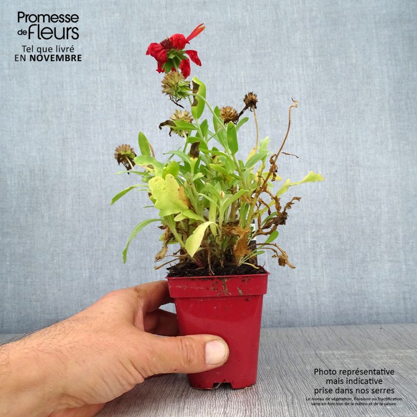 Amostra de Gailárdia Arizona Red Shades Vaso de 8/9 cm tal como entregue no outono