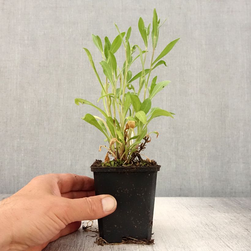 Amostra de Gailárdia Arizona Red Shades Vaso de 8/9 cm tal como entregue na primavera