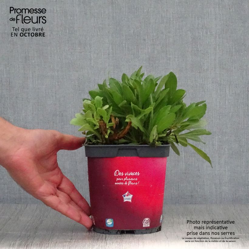 Amostra de Gailárdia Arizona Red Shades Vaso de 2 L/3 L tal como entregue no outono