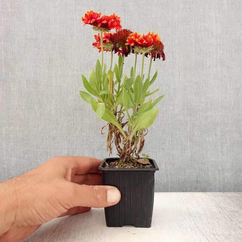 Amostra de Gailárdia Fanfare Blaze Vaso de 8/9 cm tal como entregue no verão