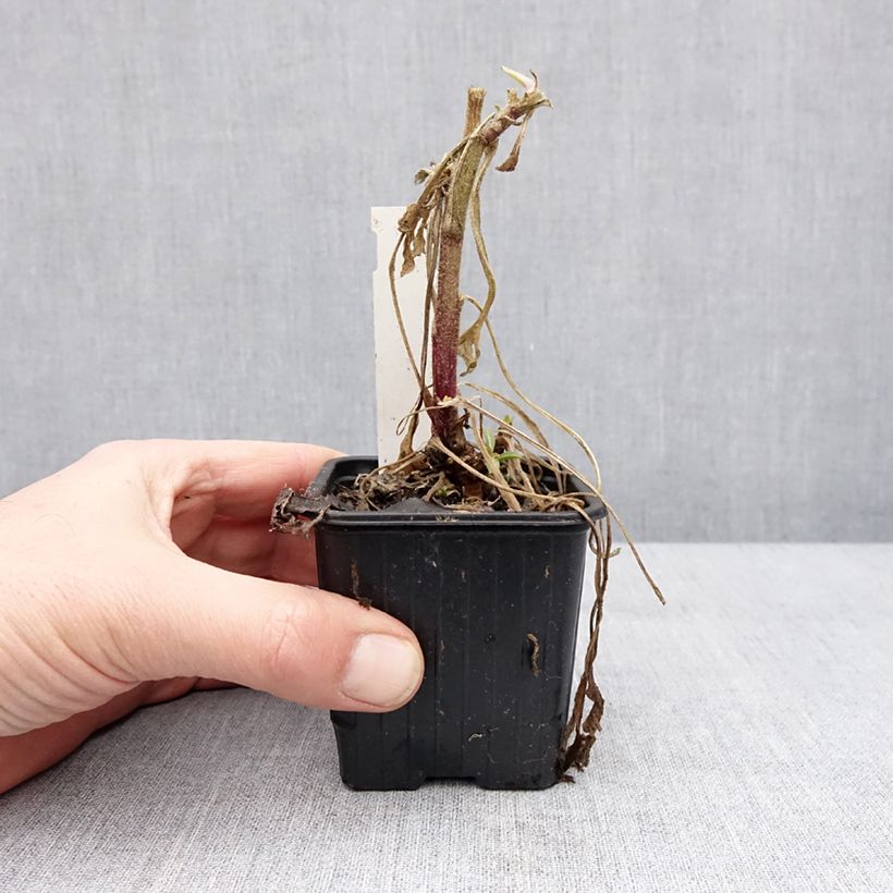 Amostra de Gaillarde Fanfare Blaze - Gaillarde rouge, orange et jaune Vaso de 8/9 cm tal como entregue no inverno