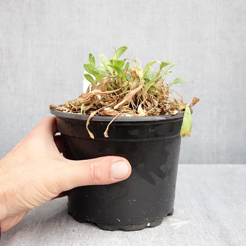 Amostra de Gailárdia Kobold Vaso de 2 L/3 L tal como entregue no outono