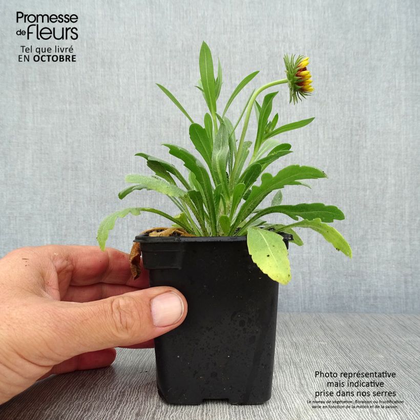 Amostra de Gailárdia Lutin Vaso de 7/8 cm tal como entregue no outono