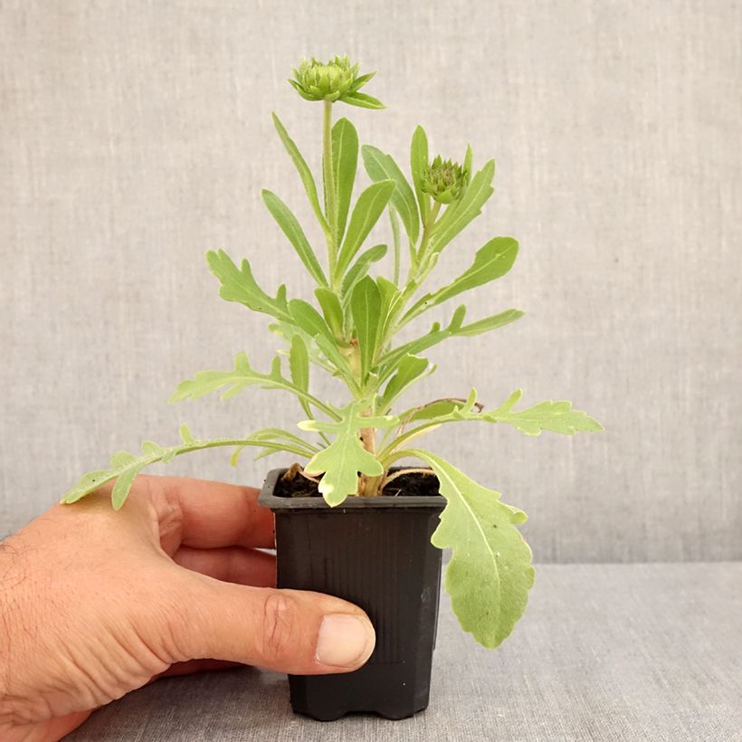 Amostra de Gailárdia Lutin Vaso de 7/8 cm tal como entregue no verão