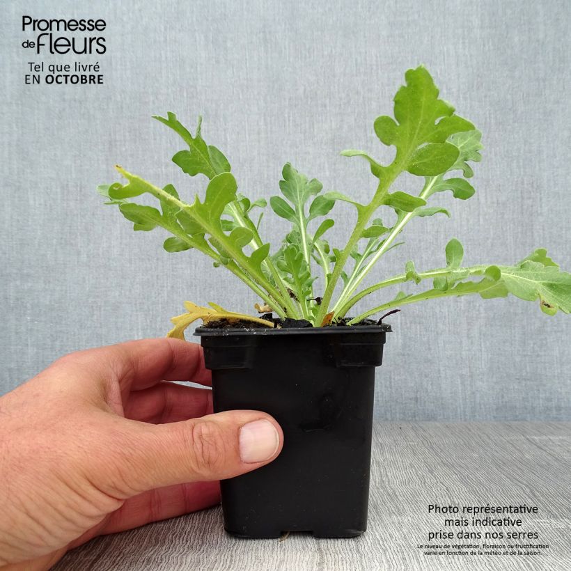 Amostra de Gailárdia aristata Maxima Aurea (Chloe) Vaso de 7/8 cm tal como entregue no outono