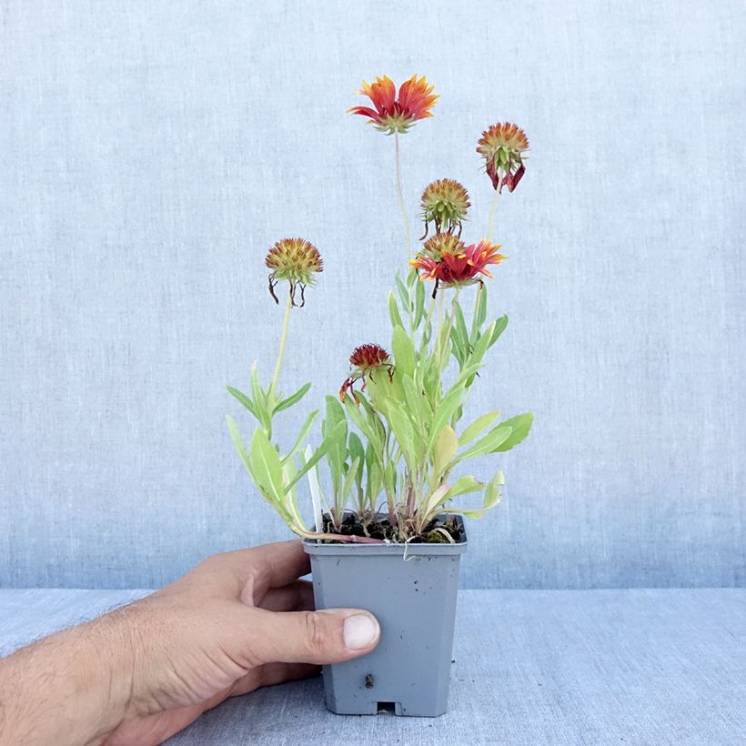 Amostra de Gailárdia Tokayer Vaso de 8/9 cm tal como entregue no verão
