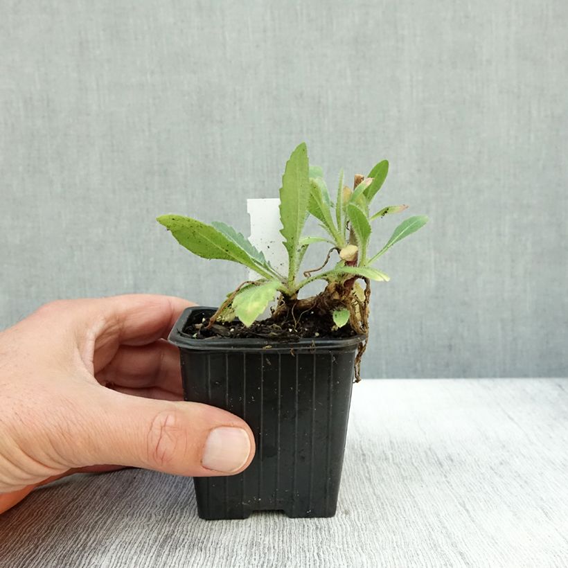 Amostra de Gaillardia grandiflora Fanfare - Gaillarde rouge et jaune. Vaso de 8/9 cm tal como entregue no outono